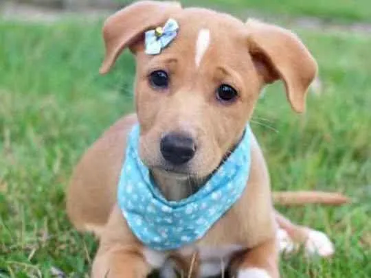 Cachorro raça SRD  idade 2 a 6 meses nome Izzie 