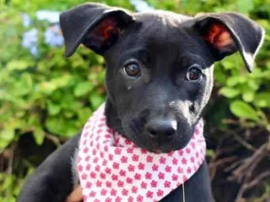 Cachorro raça SRD  idade 2 a 6 meses nome Lexie 