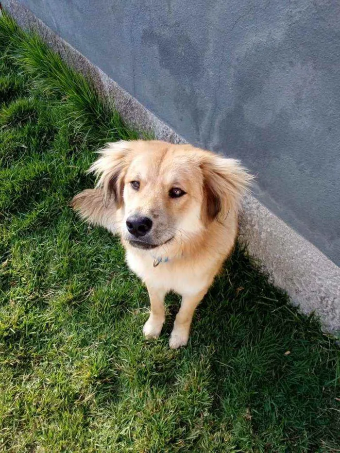 Cachorro raça Viralata idade 7 a 11 meses nome Duque