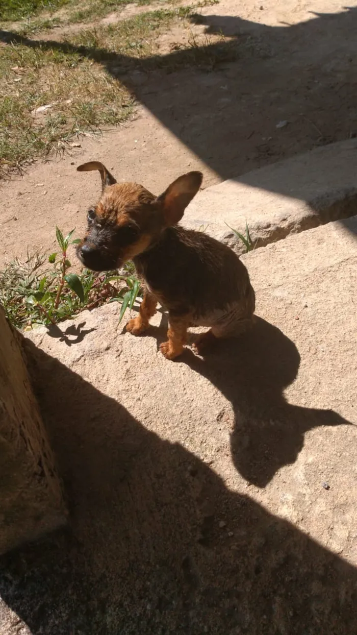 Cachorro raça Vira-lata idade 2 a 6 meses nome Snoop