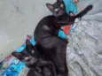 Gatos