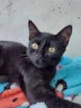 Gatos