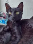 Gatos