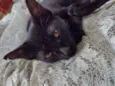 Gatos