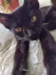 Gatos