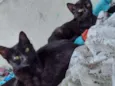 Gatos