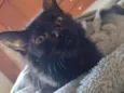 Gatos