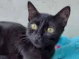 Gatos
