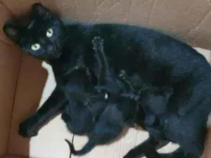 Gato raça SRD  idade Abaixo de 2 meses nome Filhotes da nina 