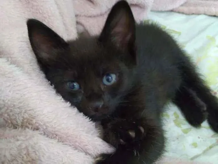 Gato raça SRD  idade Abaixo de 2 meses nome Luna 