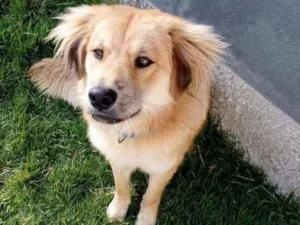Cachorro raça Viralata idade 7 a 11 meses nome Duque
