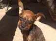 Snoop
