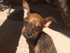 Cachorro raça Vira-lata idade 2 a 6 meses nome Snoop