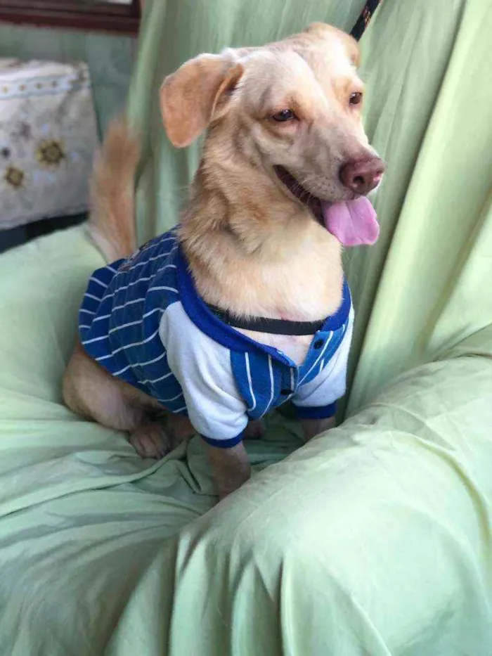Cachorro ra a SRD idade 6 ou mais anos nome LINEU