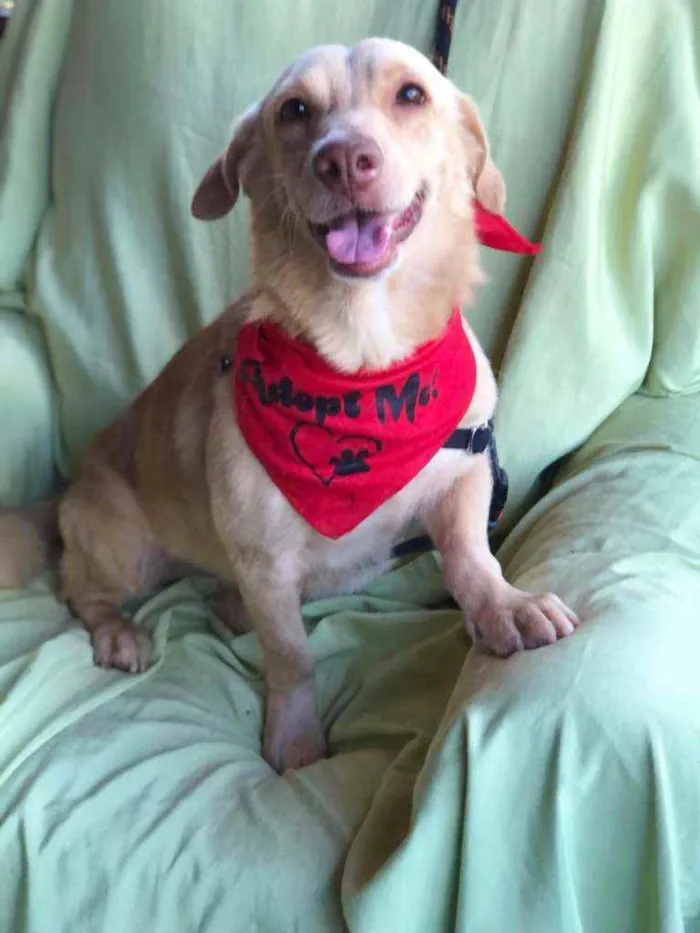 Cachorro ra a SRD idade 6 ou mais anos nome LINEU