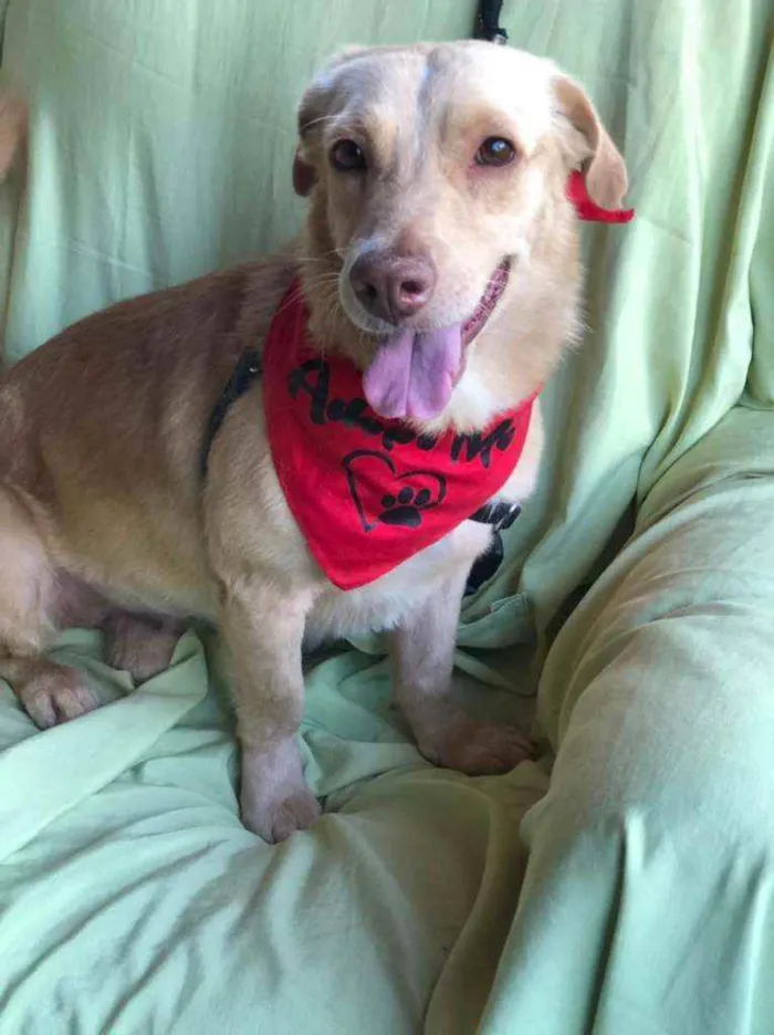Cachorro ra a SRD idade 6 ou mais anos nome LINEU