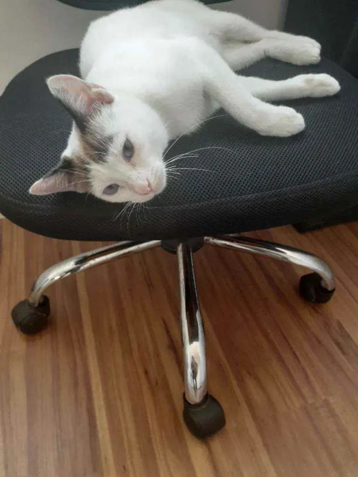 Gato raça SRD idade 7 a 11 meses nome Lindinha