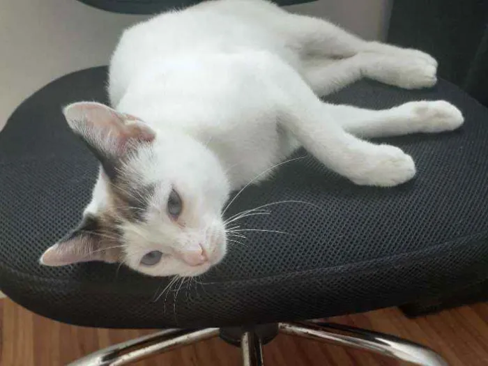 Gato raça SRD idade 7 a 11 meses nome Lindinha