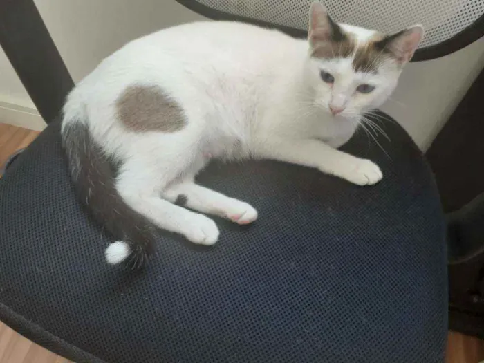 Gato raça SRD idade 7 a 11 meses nome Lindinha