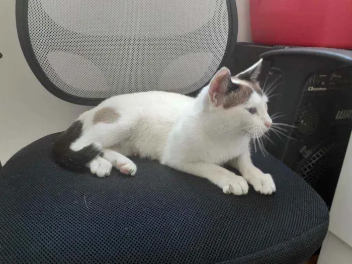 Gato raça SRD idade 7 a 11 meses nome Lindinha