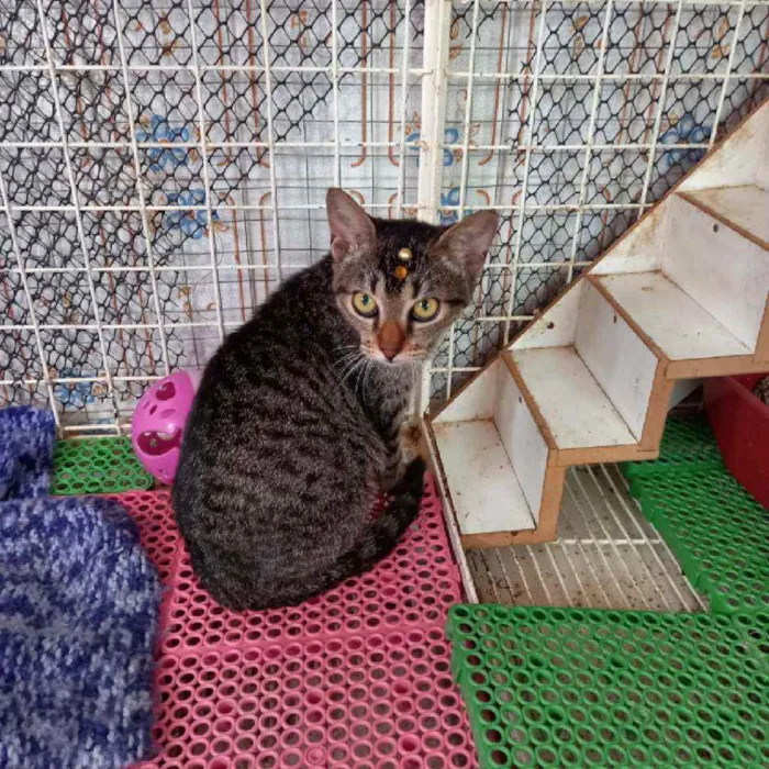 Gato raça Srd idade 2 a 6 meses nome Miucha