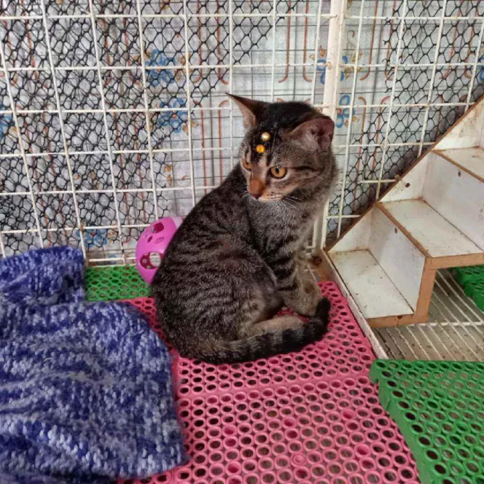 Gato raça Srd idade 2 a 6 meses nome Miucha