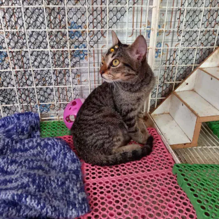 Gato raça Srd idade 2 a 6 meses nome Miucha