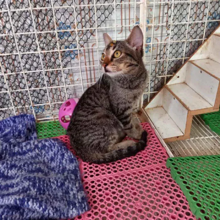 Gato raça Srd idade 2 a 6 meses nome Miucha