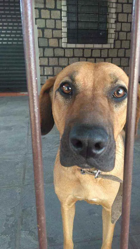 Cachorro ra a Pastor com labrador idade 7 a 11 meses nome Bella