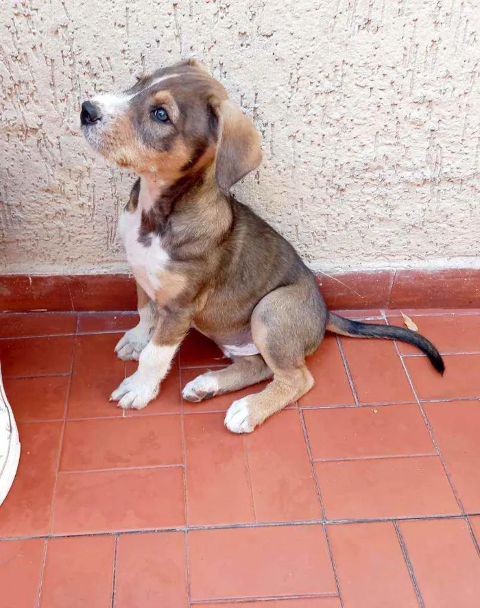 Cachorro raça Srd idade 2 a 6 meses nome Xandy