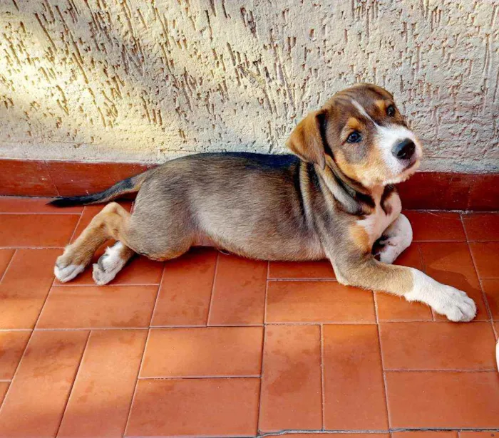 Cachorro raça Srd idade 2 a 6 meses nome Xandy