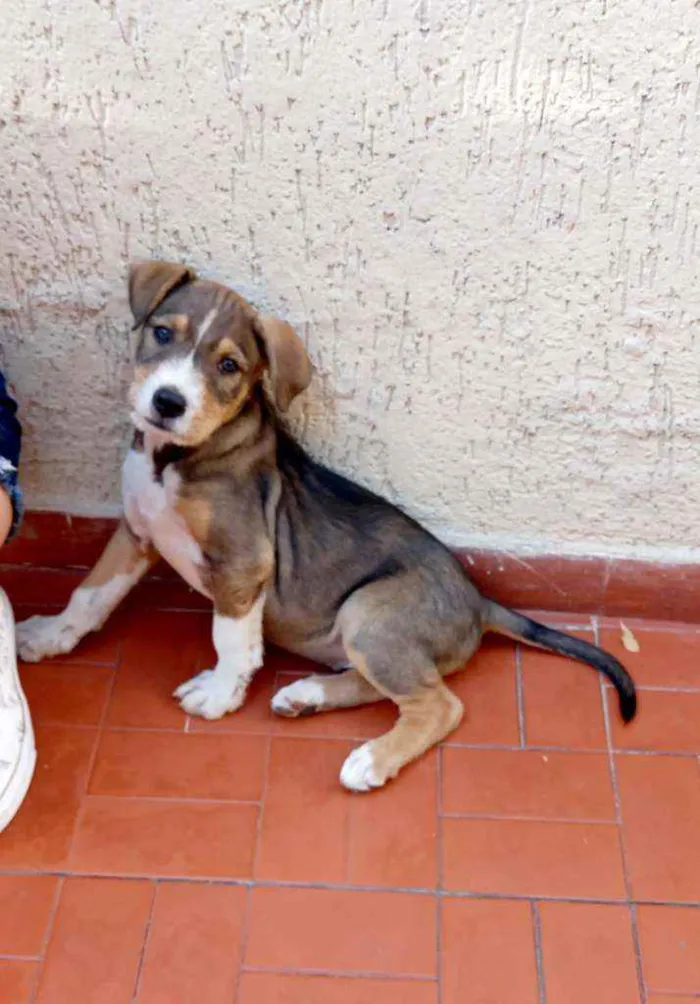 Cachorro raça Srd idade 2 a 6 meses nome Xandy