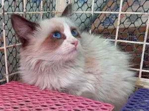 Gato raça Srd idade 2 a 6 meses nome FLUFY