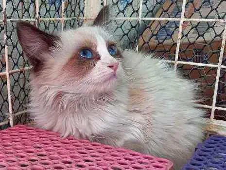 Gato raça Srd idade 2 a 6 meses nome FLUFY