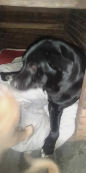 Cachorro raça Vira lata idade 2 a 6 meses nome MalhaDa e bili