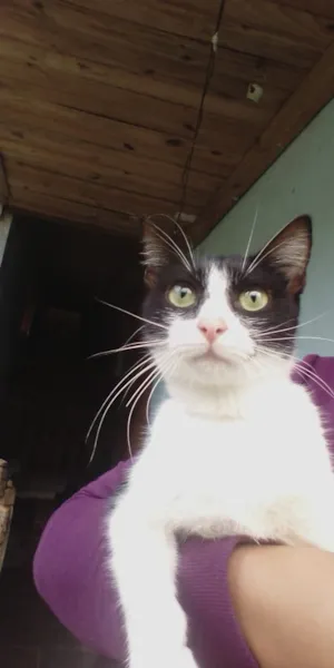 Gato raça Vira lata idade 1 ano nome Ritinha