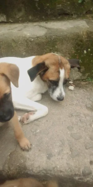 Cachorro raça Vara lata idade 2 a 6 meses nome Malhada
