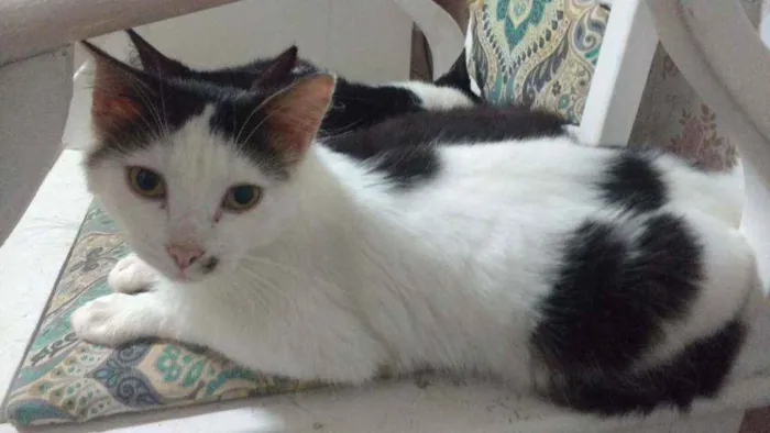 Gato ra a Srd idade 1 ano nome Manchinha