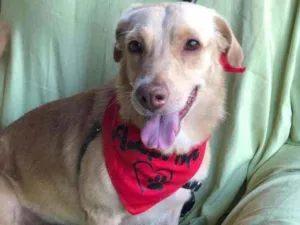 Cachorro raça SRD idade 6 ou mais anos nome LINEU
