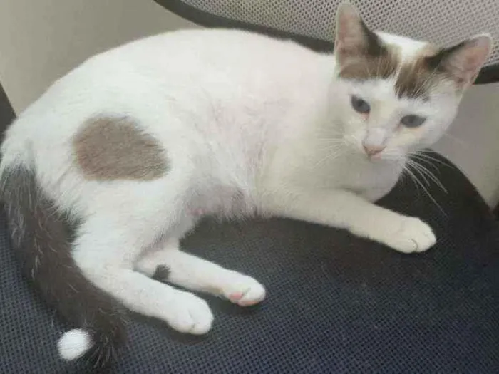 Gato raça SRD idade 7 a 11 meses nome Lindinha