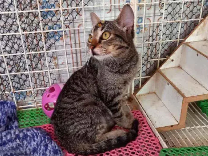 Gato raça Srd idade 2 a 6 meses nome Miucha