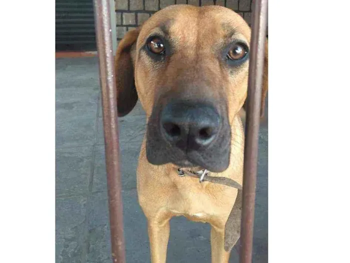 Cachorro ra a Pastor com labrador idade 7 a 11 meses nome Bella