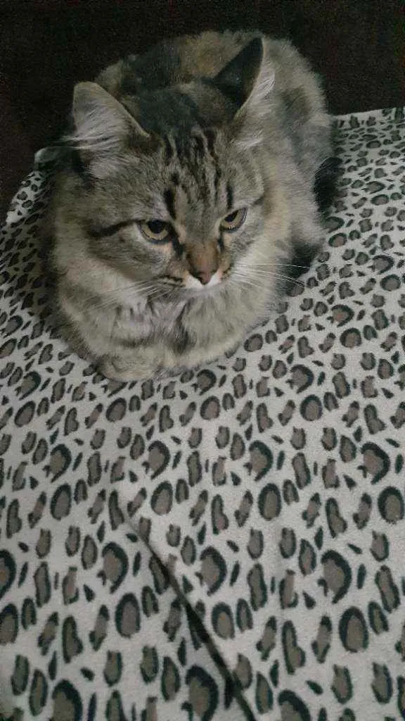 Gato raça  idade  nome Chamo de LoLa