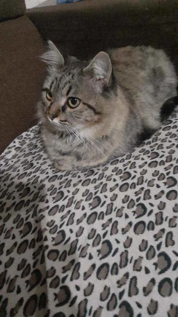 Gato raça  idade  nome Chamo de LoLa
