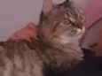 Chamo de LoLa