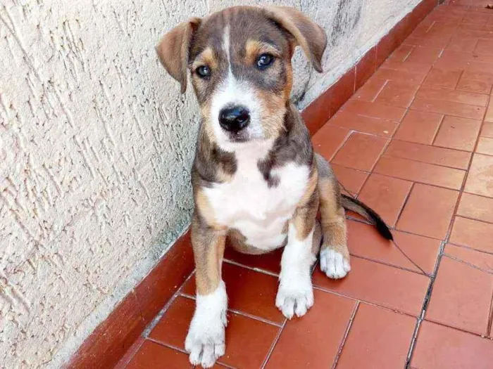 Cachorro raça Srd idade 2 a 6 meses nome Xandy