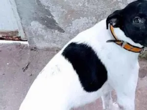 Cachorro raça Não lembro a raça dele ele e r idade 7 a 11 meses nome Caca 