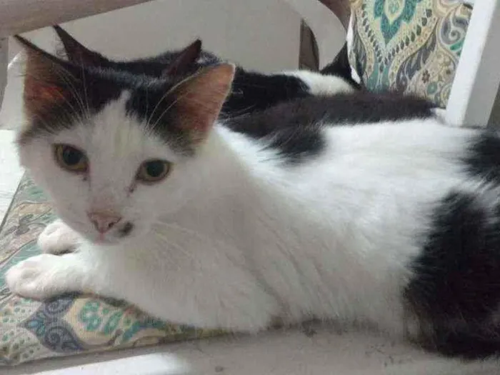 Gato ra a Srd idade 1 ano nome Manchinha