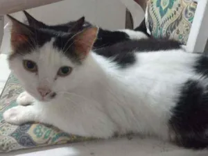 Gato raça Srd idade 1 ano nome Manchinha