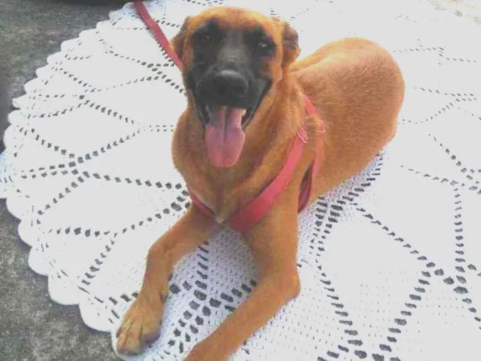 Cachorro raça Srd idade 1 ano nome Jady